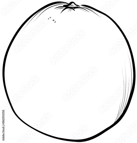 Grapefruit Fruit Botanical Illustration vector