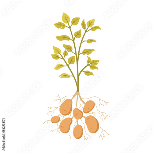 Potato plant with tuber harvest, roots, green leaves on stem vector illustration