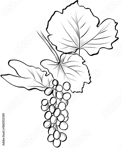 Hand drawn grape cluster with leaves illustration isolated