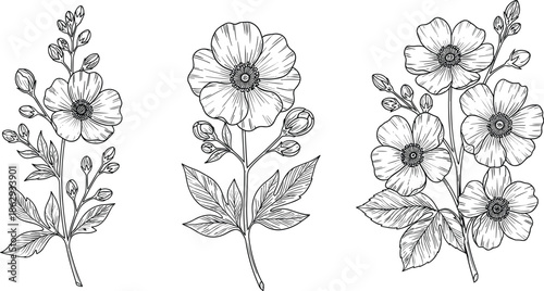 Hand drawn wild rose flower sketch set, botanical blossom with leaves and buds, vintage engraving style, cad drawing flat vector illustration