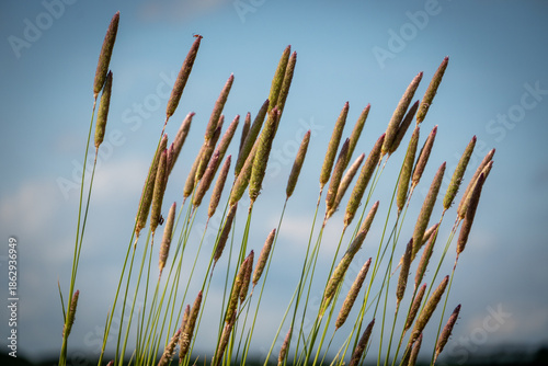 Typical flora in the Orcia Valley, Tuscany, Italy.