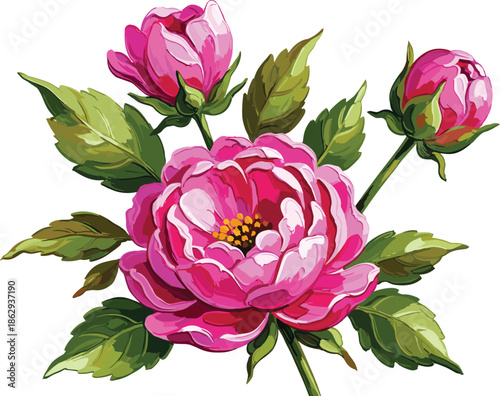 Vibrant pink peony flowers with lush green leaves on white background