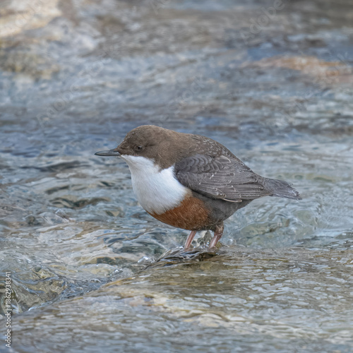Foto dipper ((Cinclus cinclus),  white-throated dipper