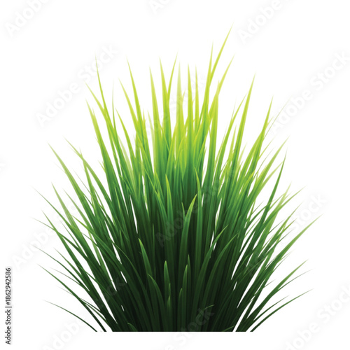 grass, green, plant, nature, garden, lawn, field, 