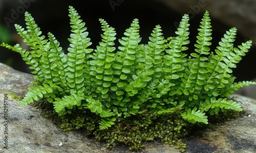 Green fern growing on rock surface natural beauty and detail