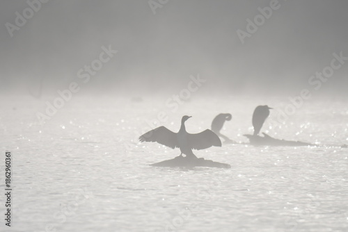 Oiseaux d'eau sur un lac embrumé 