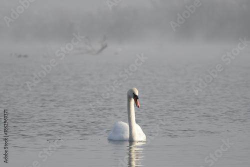 swan on the lakes