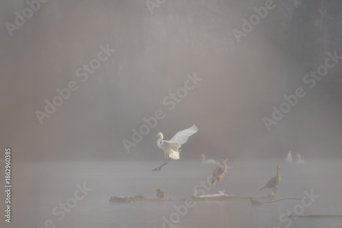 Grande aigrette en vol 