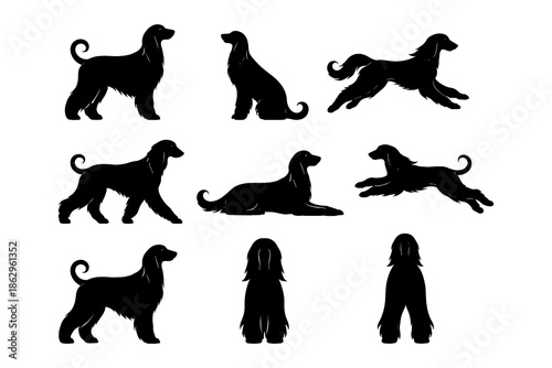 Elegant afghan hound silhouettes: graceful dog poses for pet lovers