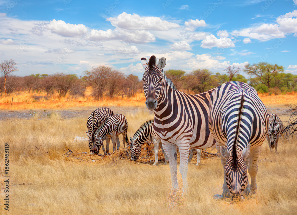 Obraz premium A group of zebras standing among the yellow grass in Etosha National Park in Namibia, in the African savannah, during a safari - Etosha National Park, Namibia