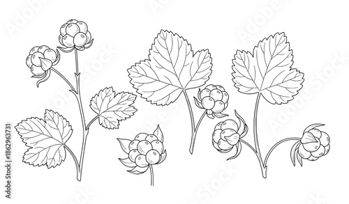 Arctic cloudberry outline botanical vector illustration isolated on white background