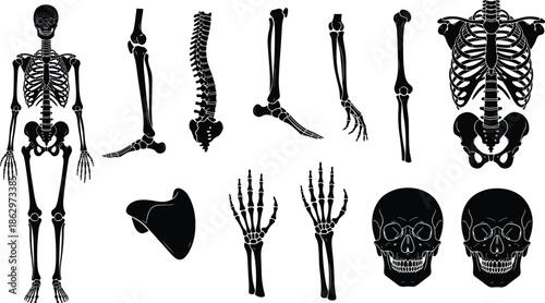 skeleton, bones, skull, anatomy, human, body, medical, healthcare, biology, science, education, xray, osteology, skeletal, structure, silhouette, icon, vector, illustration, collection