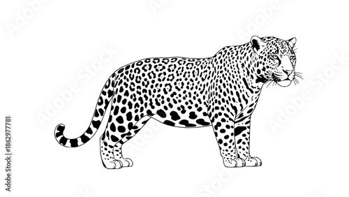 Jaguar vector illustration isolated on white background, clean lines, professional wildlife vector, scalable, no text, ideal for logos and educational use