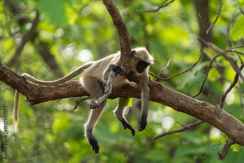 Canvas Print Gray langur monkey resting on a tree branch in a lush, green gir forest