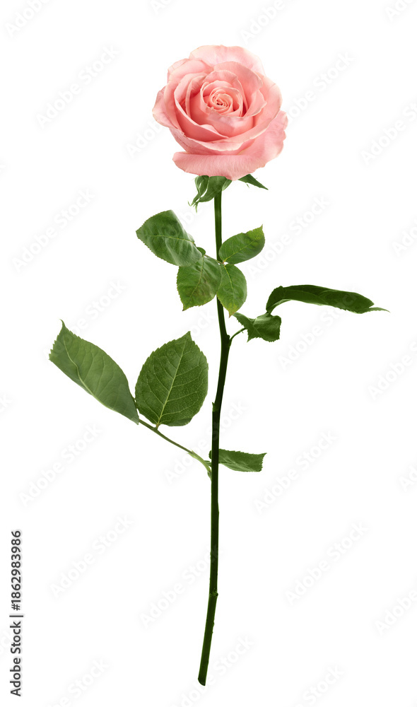 Fototapeta premium Pink rose with green leaves isolated on white