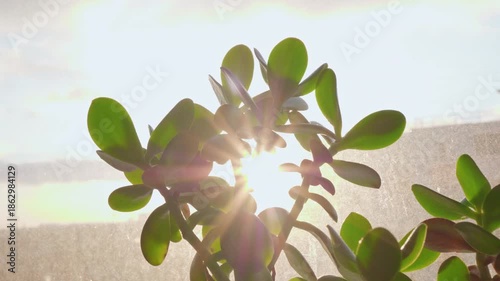 Golden hour sunlight shining through the green leaves of a money tree plant.