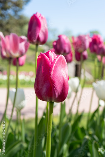 Картината върху платно Close-up of a group of pink tulips in bloom in an outdoor garden, with green foliage and a blue sky in the blurred background