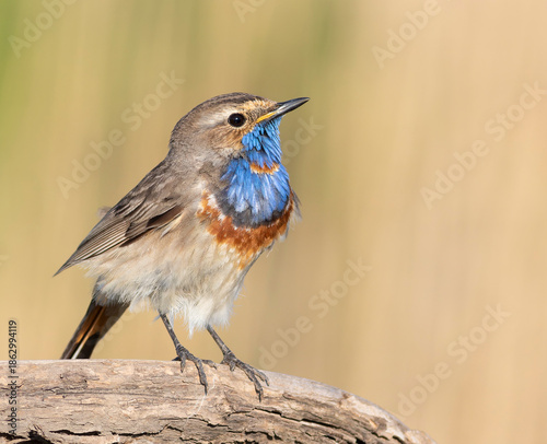 Bluethroat, Luscinia svecica. Close-up of a male bird on a branch, beautiful background