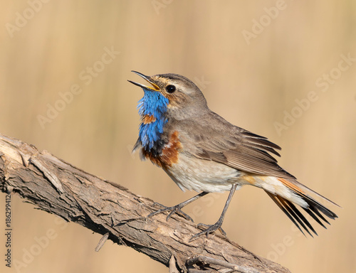 Bluethroat, Luscinia svecica. The male bird sings, ruffling his feathers