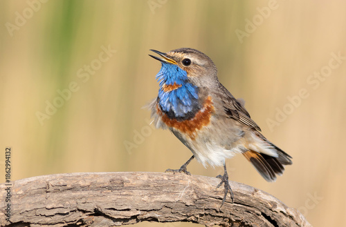Bluethroat, Luscinia svecica. The male bird sings, ruffling his feathers
