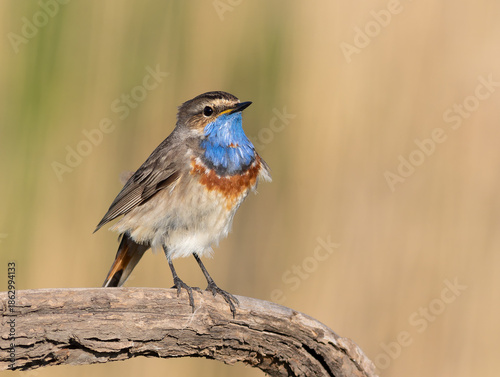 Bluethroat, Luscinia svecica. Close-up of a male bird on a branch, beautiful background