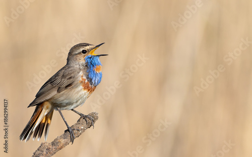 Bluethroat, Luscinia svecica. The male spreads his tail like a fan and sings, space for text