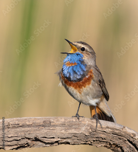 Bluethroat, Luscinia svecica. A beautiful bird sings while sitting on a branch, a lovely background