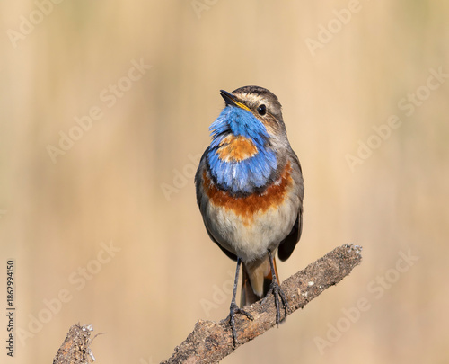 Bluethroat, Luscinia svecica. Close-up of a male bird sitting on a branch on the riverbank