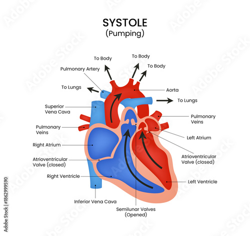 Human Heart Systole (Pumping) Blood Circulation Diagram