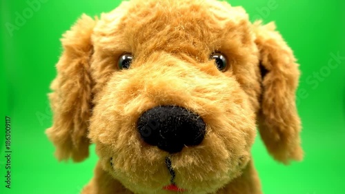 Isolated stuffed golden retriever dog toy sitting patiently on a flawless bright green screen background for easy compositing and removal of the key color play, background, childhood