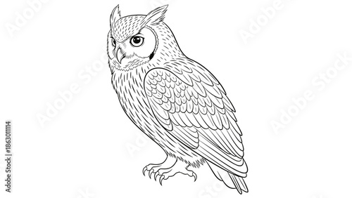 Detailed Illustration of an Owl Bird.