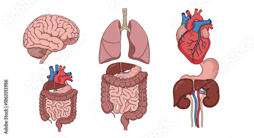 Detailed anatomical illustrations of various human internal organs, including the brain, heart, lungs, and the digestive system.