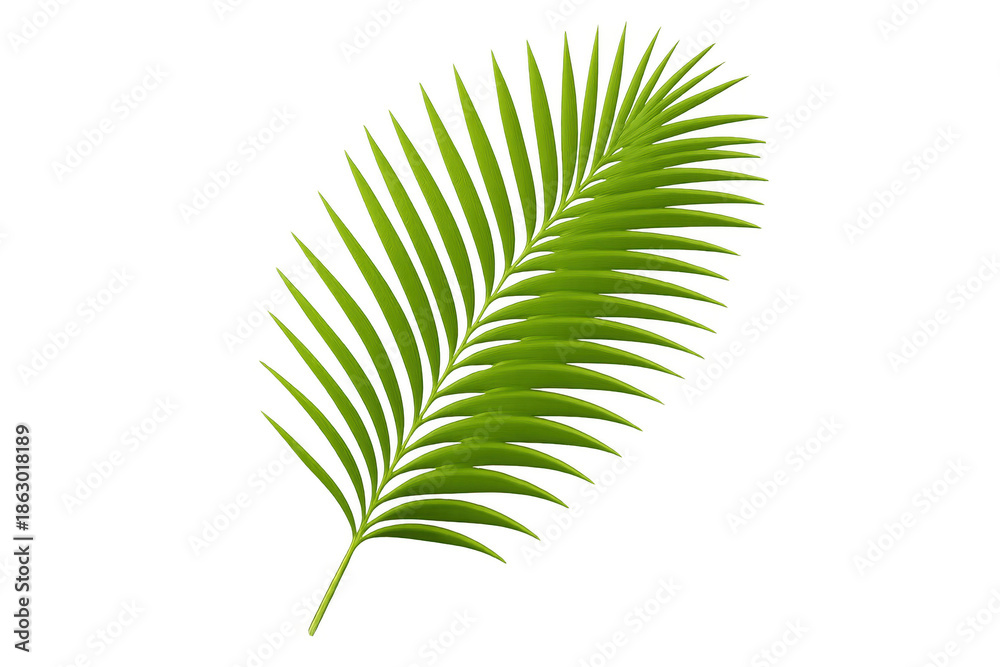 Obraz premium Lush green palm leaf frond with simple design on a transparent background for tropical and exotic themes