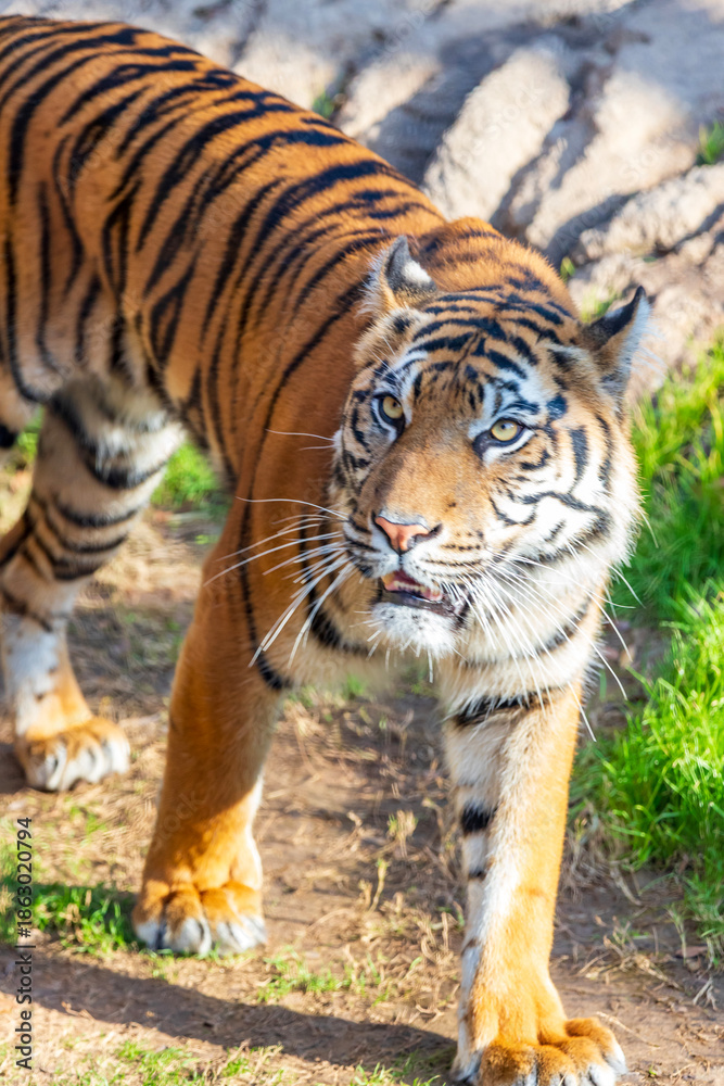 Fototapeta premium A tiger was captured at the Fort Worth Zoo in Texas.