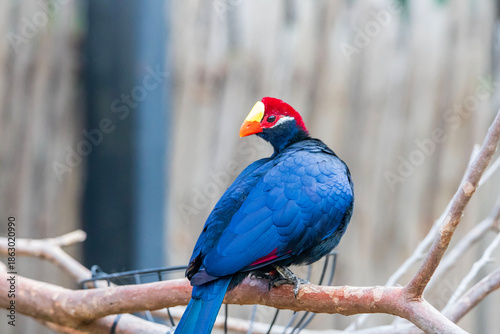 The violet turaco, also known as the violaceous plantain eater, is a large turaco, a group of African otidimorphae.