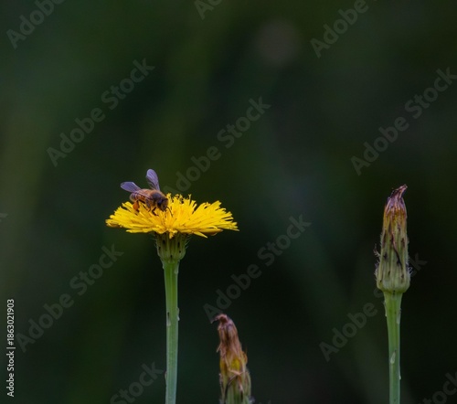 Bee on yellow flower