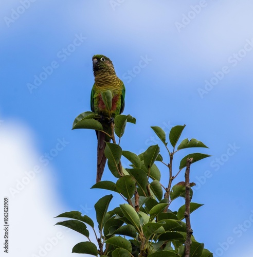 Parrot on a green branch.