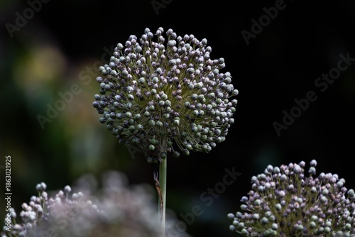 Leek Flower with a dark background