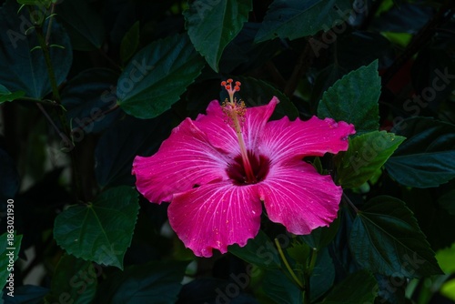 Vibrant Pink Hibiscus Flower