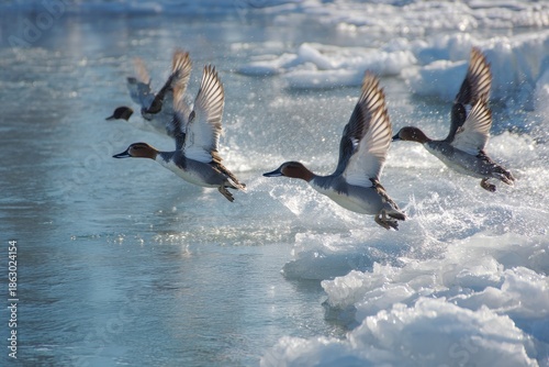 Canvasback Ducks in Flight: A Dramatic Landing on Serene Waters Surrounded by Icy Landscapes