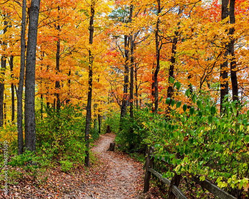 Canvastavla A trail through the brightly colored Autumn foliage of the woods at Klondike County Park in Augusta, St