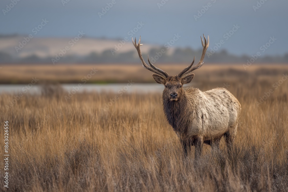 Fototapeta premium Majestic Tule Elk Bull Amidst Windswept California Marshlands