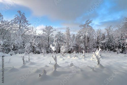 snow covered trees