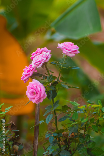 Close up of pink rose on rose bush