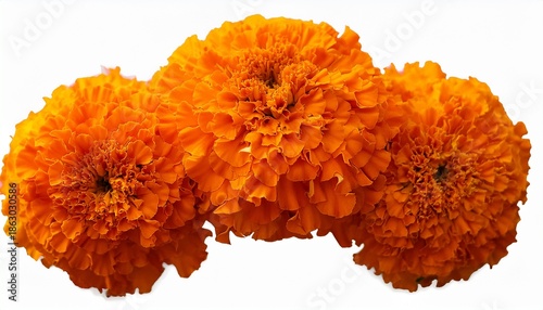 Orange Marigold Flower Garland Isolated On Transparent Background Floral Design Element Day Of The Dead Marigold Floral Arrangement Dia De Los Muertos