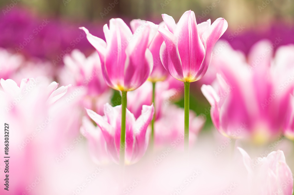 Fototapeta premium チューリップ花壇の眺め