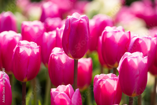 チューリップ花壇