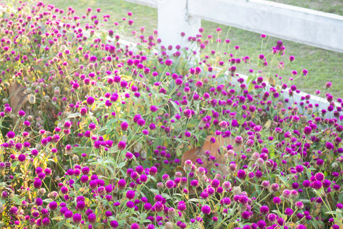 Wallpaper Mural Green area relax outdoors garden with plants Torontodigital.ca