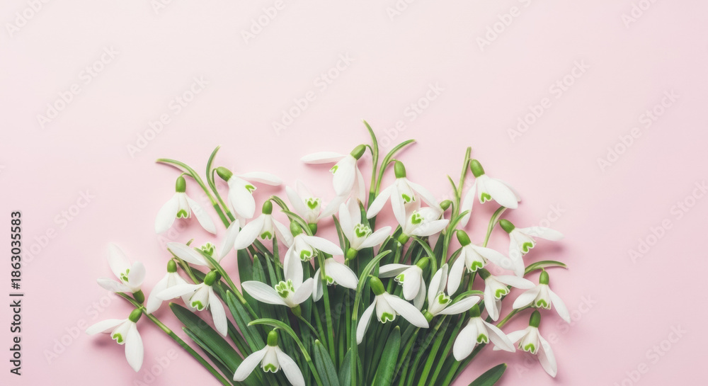 Obraz premium Overhead shot of delicate white snowdrop flowers arranged on a soft pink background. Floral, fresh spring blossoms for a romantic, tender and natural look.