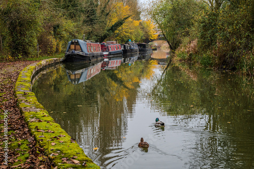 Autumn view of the Grand Union Canal with anchored boats, golden-tinged greenery, and ducks swimming on calm reflective water